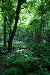 old wild forest in spring
