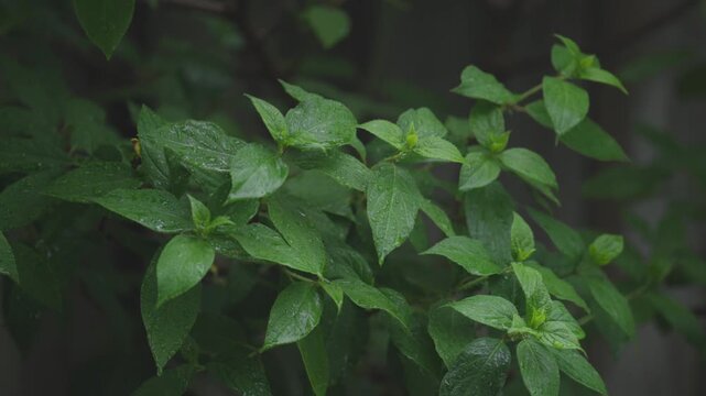 Calm green hydrangea leaves in rain, evoking tranquility and freshness