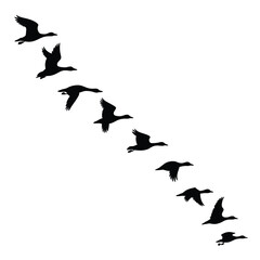 Flock of geese flying in formation silhouette
