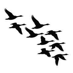 Flock of geese flying in formation silhouette