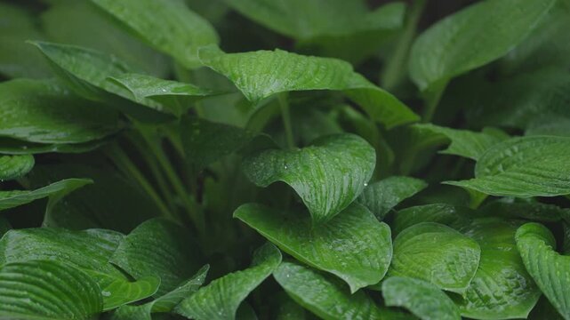 Vibrant hosta leaves with raindrops evoke freshness in nature