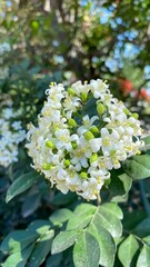 Blooming Orange Jasmine (Murraya paniculata) Flowers with Green Leaves in the Garden