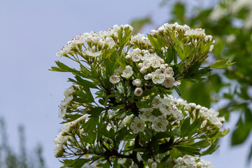 Common hawthorn blossoms display clusters of white flowers on a bright day in a vibrant natural setting during spring