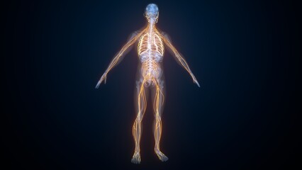 Obraz premium Human nerves anatomy. 3d illustrations