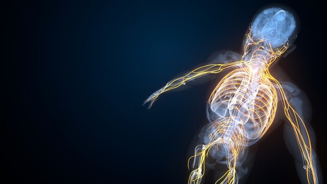 Human nerves anatomy. 3d illustrations