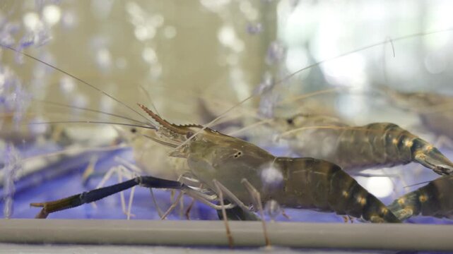 fresh river shrimp swimming in the glass tank, ready to cook at the seafood restaurant, Thailand street food.