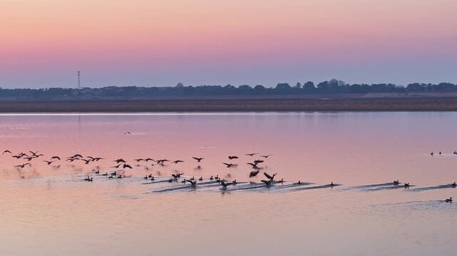 A flock of geese on the lake at sunset, migratory birds in winter.
