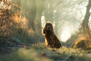 Rudy cocker spaniel angielski na jesiennej leśnej drodze. Ciepłe kolory liści i miękkie światło podkreślają urokliwy portret psa w naturalnym, sezonowym otoczeniu.