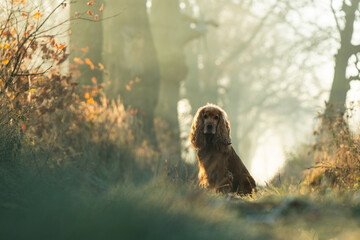 Rudy cocker spaniel angielski na jesiennej leśnej drodze. Ciepłe kolory liści i miękkie światło podkreślają urokliwy portret psa w naturalnym, sezonowym otoczeniu.