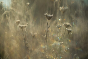 Suche rośliny na łące pokryte delikatnym szronem w chłodny poranek. Mroźne kryształki podkreślają ich kształty i tworzą spokojną, naturalną zimową scenę pełną subtelnych detali. © Elżbieta Kaps