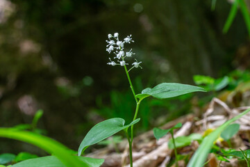 Exploring the delicate beauty of Maianthemum bifolium blooming among forest greenery in springtime