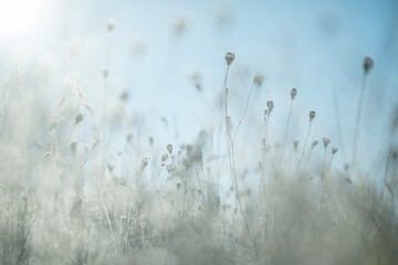Suche rośliny na łące pokryte delikatnym szronem w chłodny poranek. Mroźne kryształki podkreślają ich kształty i tworzą spokojną, naturalną zimową scenę pełną subtelnych detali. © Elżbieta Kaps