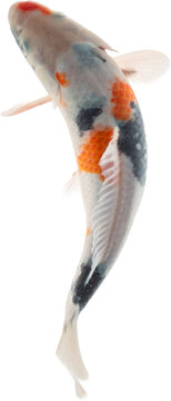 Koi Fish Isolated (Transparent PNG)