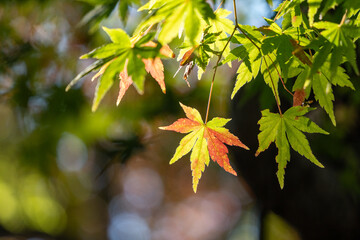 赤く染まり始めた紅葉