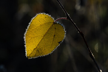 Kolorowe jesienne liście pokryte delikatnym szronem. Mroźny poranek podkreśla ich fakturę i barwy, tworząc kontrast między ciepłymi jesiennymi kolorami a zimnym, białym oszronieniem. © Elżbieta Kaps