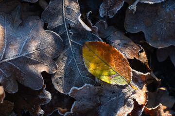 Kolorowe jesienne liście pokryte delikatnym szronem. Mroźny poranek podkreśla ich fakturę i barwy, tworząc kontrast między ciepłymi jesiennymi kolorami a zimnym, białym oszronieniem. © Elżbieta Kaps
