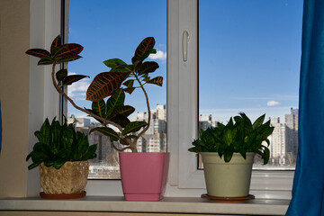 flowers in a windowsill