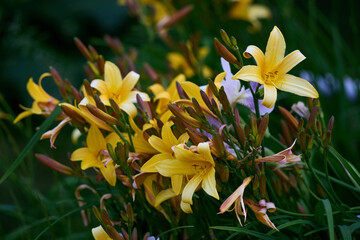 yellow spring flowers