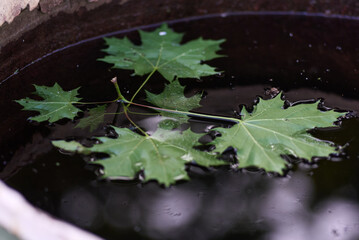 grape vine leaves on the water