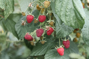 wild strawberry on a bush