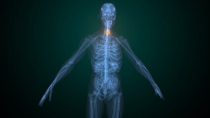 Obraz premium Male thyroid anatomy. 3d illustrations