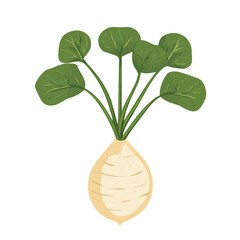 An Imaginary 2D flat icon whole taro root, modern element in vector and EPS format_clean vector_isolated on a white background