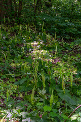 Cuckoo Pint plants thrive among lush greenery in a shaded woodland area during late spring