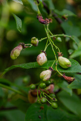 Plum fruits affected by Taphrina pruni exhibit hollow deformities in a natural setting during the growing season