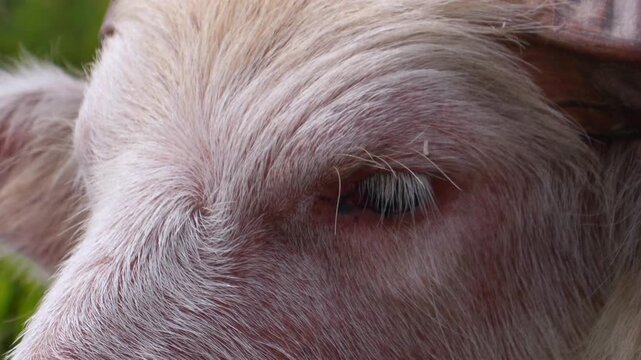 Extreme close up of a white albino water buffalo's eyes, showing its face and fur in great detail. The large mammal slowly blinks and looks around, with flies occasionally landing on its pink skin