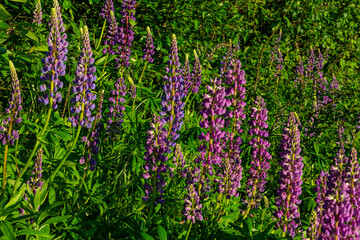 Bigleaf lupine blooms in vibrant colors sway in the gentle breeze among lush greenery during a sunny afternoon