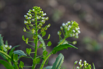 Field pennycress blooms prominently among green foliage in early spring showcasing delicate white flowers and flat pods against a blurred natural background