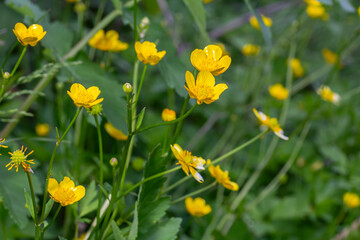 Bright yellow meadow buttercups blooming in a lush green field during a sunny spring day