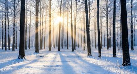 Beautiful tranquil winter landscape with sun beams shining through snowy forest trees isolated PNG with Transparent Background