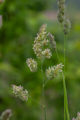 Dense clusters of Dactylis glomerata flower heads sway gently in the breeze under a bright sky