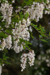 Blooming white fragrant flowers of Black Locust tree during springtime in a serene garden setting
