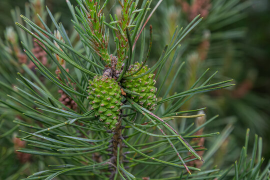 Scots pine with long needles and green cones grows in a natural forest setting during early summer