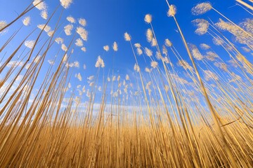 Dramatic Low-Angle View of Pampas Grass Against Blue Sky