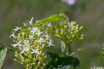 Common dogwood displays clusters of white flowers among lush green leaves in a vibrant spring setting