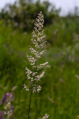 Perennial grass blooming in a natural habitat showcasing the delicate structure of Calamagrostis epigejos during a warm summer afternoon