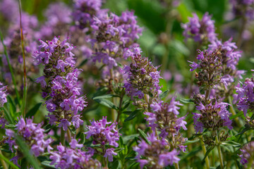 Fototapeta premium Wild thyme blooms abundantly in a sunny meadow showcasing beautiful pink-purple flowers with lush green foliage during late spring