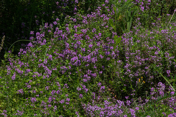 Fototapeta premium Wild thyme covers a hillside with vibrant pink-purple flowers during a sunny afternoon in a lush green field