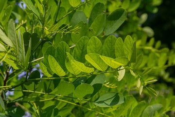 Discovering the beauty of Robinia pseudoacacia with vibrant green leaves and clusters of fragrant white flowers in full bloom during early summer