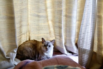 室内カーテンの前でくつろぐ飼い猫の癒し風景。