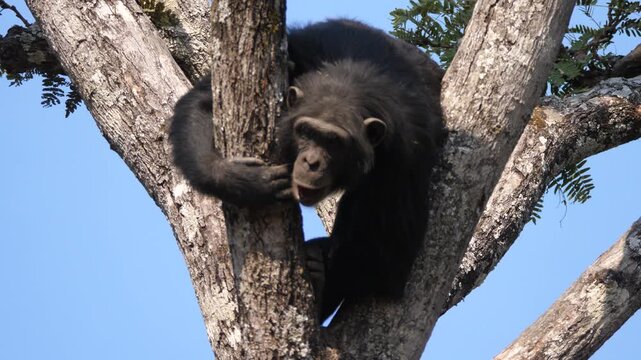 Chimp in a tree at Chimfunshi Chimp Orphanage in Zambia
