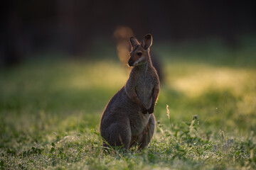 kangaroo australia