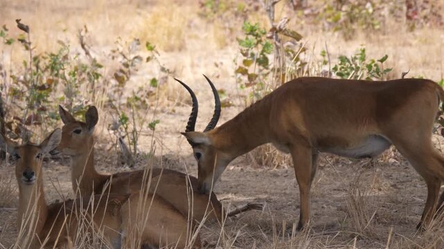 Herd of Ugandan kobs at kafue national park in Zambia
