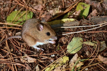 house mouse mus musculus here seldom catch on camera in free nature fooking for food