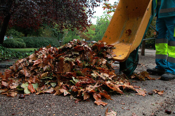 Montón de hojas de otoño amontonadas volcando carretilla en el parque