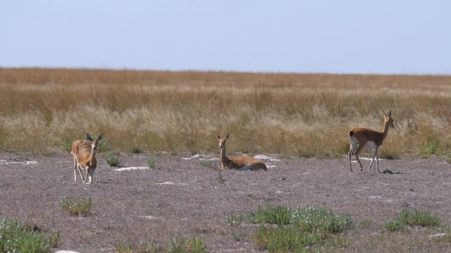 Three Oribi antelope at Liuwa Plain National Park in Zambia
