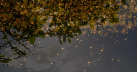Showing overhead leafy branches with glossy green leaves at dusk, casting warm bokeh, faint clouds